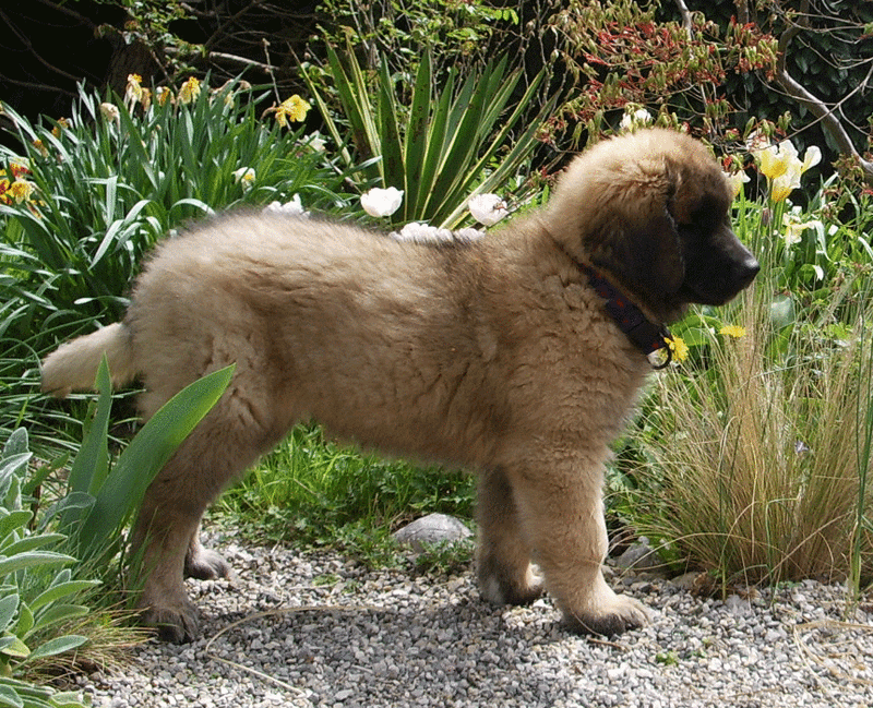 Un chien d'arret le leonberg. Photo de croissance du leonberg entre 2 et 3 mois leonberg