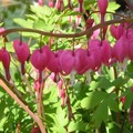 MON JARDIN