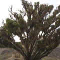 99A - Arbres
