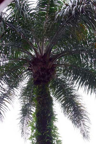 palmier à huile - Photo de Gabon en image(ele jp