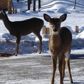 2006 - 15 janvier, Parc Oméga