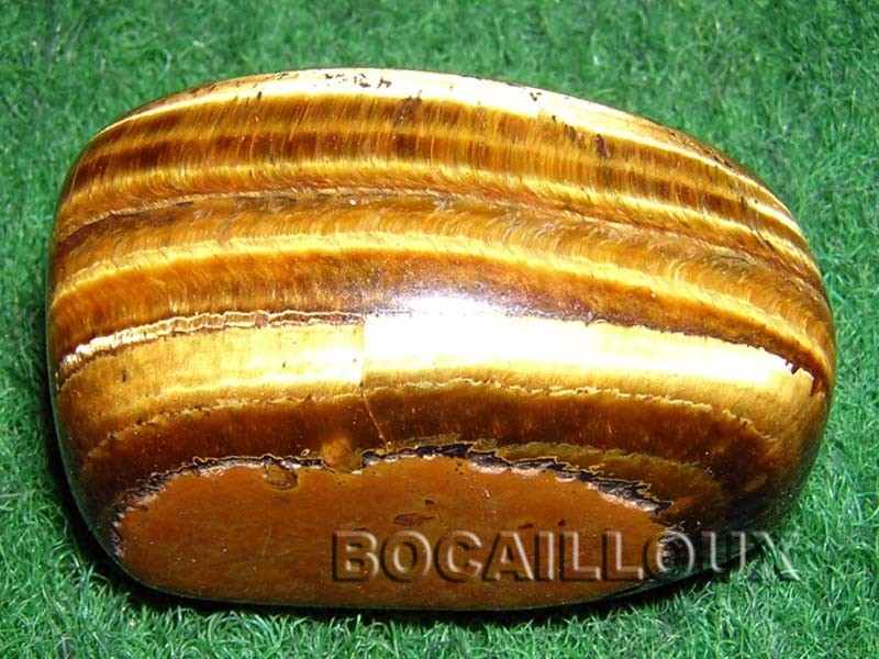 OEIL de TIGRE