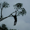 3. Les Bonobos