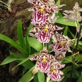Orchidées léopard