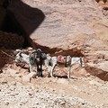 ânes de Petra