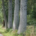 alignement d'arbres