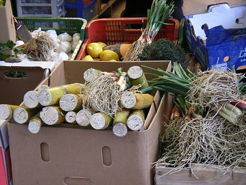 canne à sucre
