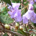 rhododendron augustinii