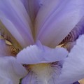 coeur d'iris