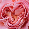 coeur de rose en forme de coeur...