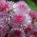 Fleur de ciboulette