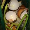 Compost.Dans la poubelle des frangines