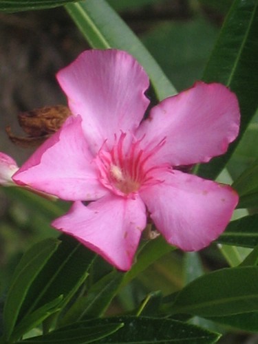 Fleur de laurier rose