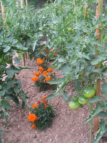 Les oeillets d'Inde protègent les tomates