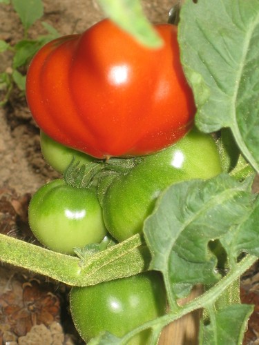 Premières tomates
