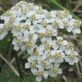 Fleur sauvage