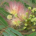 Gros plan fleur d'albizia
