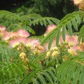 Albizia