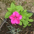 Ca c'est un rose!