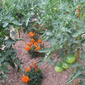 Les oeillets d'Inde protègent les tomates