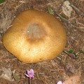 champignon_1.19281