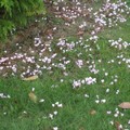 cyclamen en plein champ