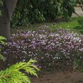 parterre de cyclamen