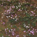 papillons 