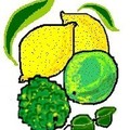 citrons divers