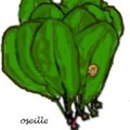 oseille2