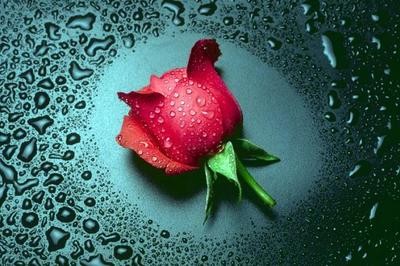rose mouillée