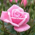 pink rose !!!