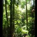 Vendredi 4/11 - Jungle amazonienne