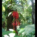 Vendredi 4/11 - Jungle amazonienne