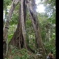 Vendredi 4/11 - Jungle