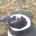 Mardi 20/12- Patagonie - Isla Magdelena