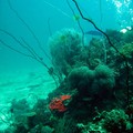 Underwater Koh Tao - Koh Phi Phi