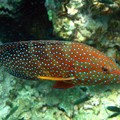 Hexagone grouper