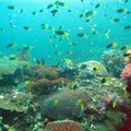 Underwater Koh Tao - Koh Phi Phi