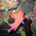 Squirrelfish