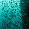 Underwater Koh Tao - Koh Phi Phi