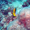 Butterfly fish