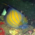 Blue ringed Angelfish