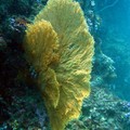 Underwater Koh Tao - Koh Phi Phi