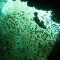 Underwater Koh Tao - Koh Phi Phi