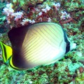 Weavers Butterflyfish