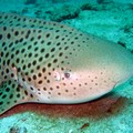 Requin Léopard