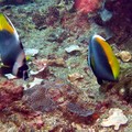Bannerfish
