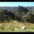 Dimanche 15/01 - NZ - Ile du sud - Marlborough sounds