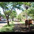 Lundi 12/12 - Ile de Paques - Hanga Roa